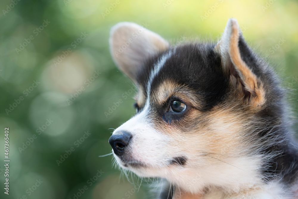 Close up corgi puppy dog in summer sunny day Close up corgi puppy dog in summer sunny day