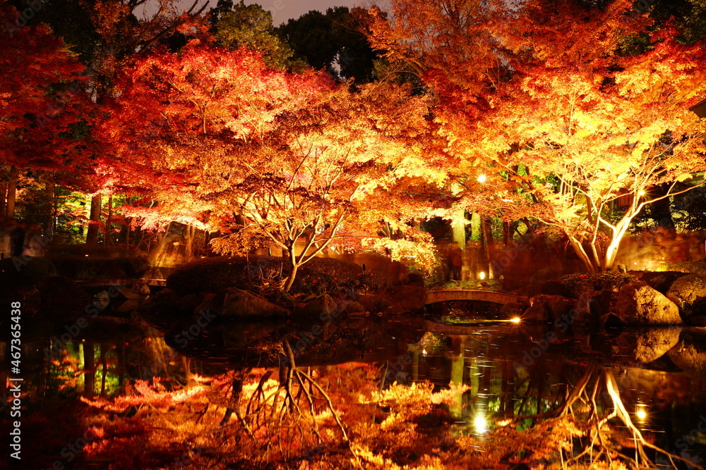 大田黒公園紅葉ライトアップ2