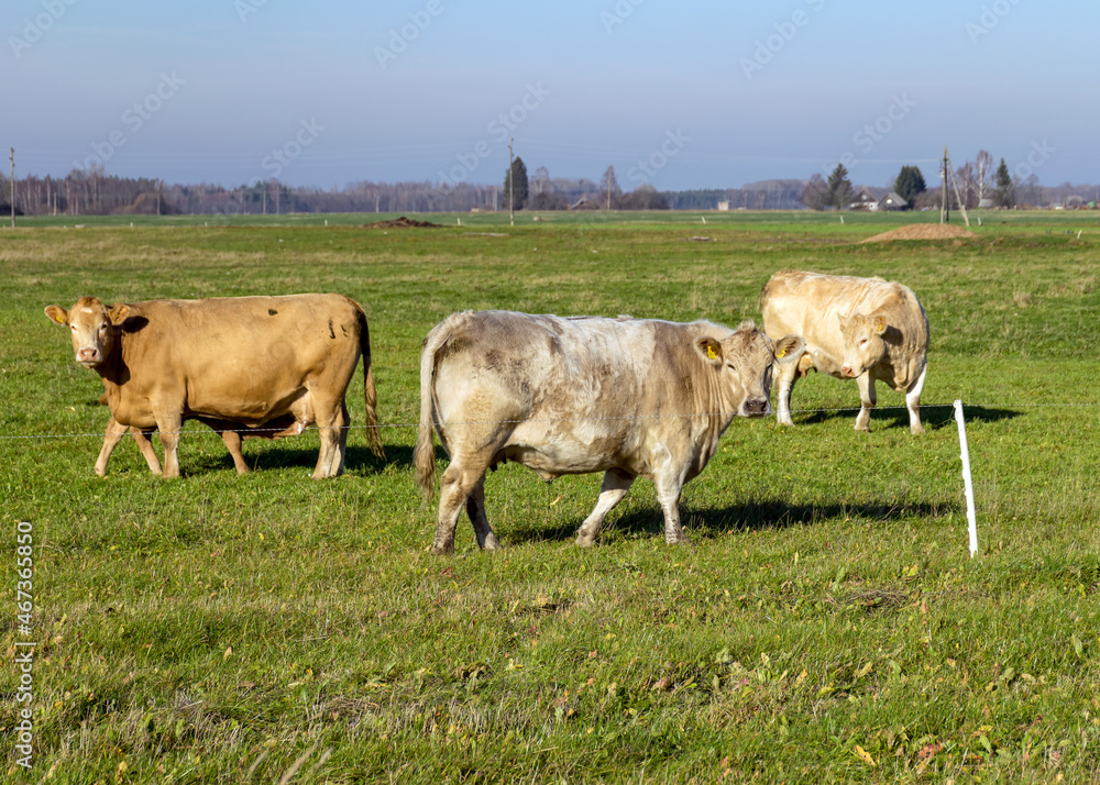 a variegated herd of cows eats grass in a green meadow a variegated herd of cows eats grass in a green meadow
