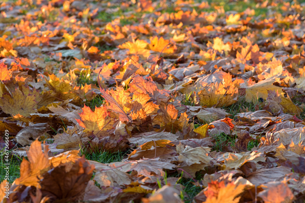 Autumn leaves on the grass at sunset as natural background - obrazy, fototapety, plakaty 