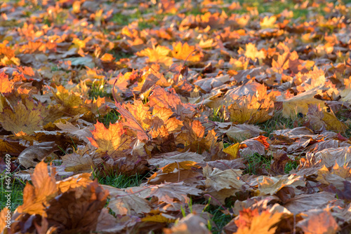 Autumn leaves on the grass at sunset as natural background