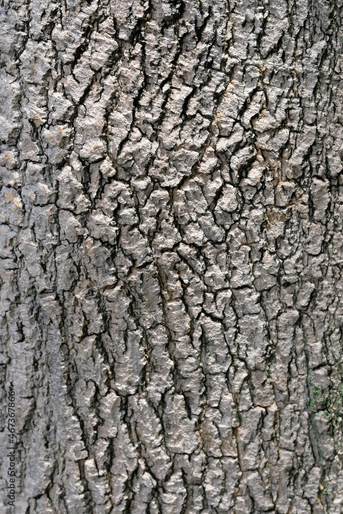 bark of a tree bark of a tree