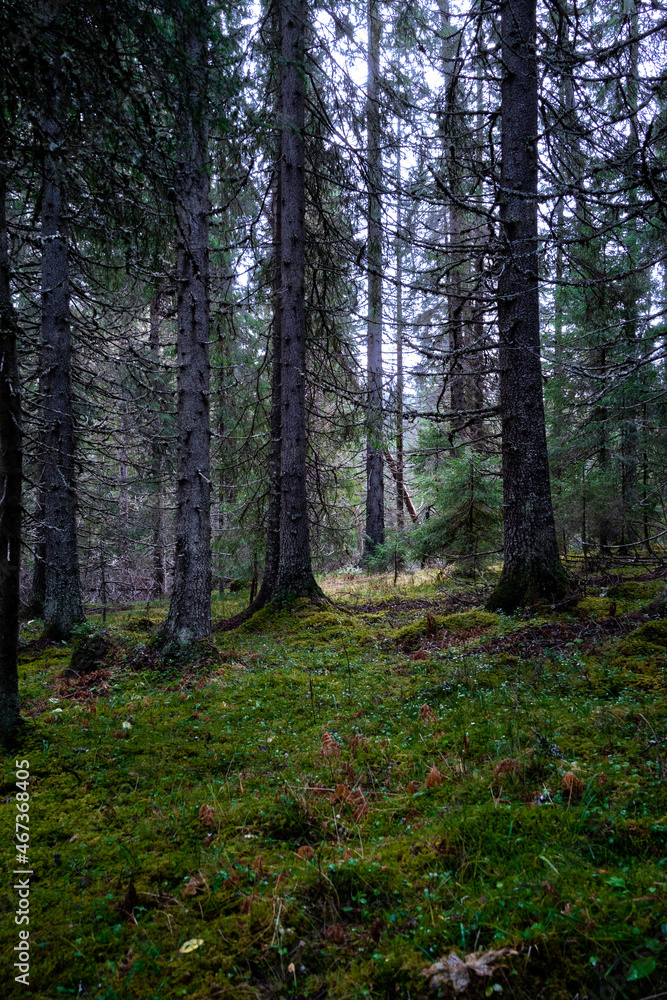 Obraz premium Dark green Swedish forrest 