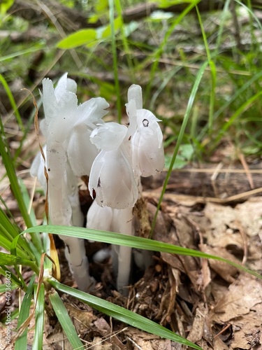 Ghost Pipes Flowers