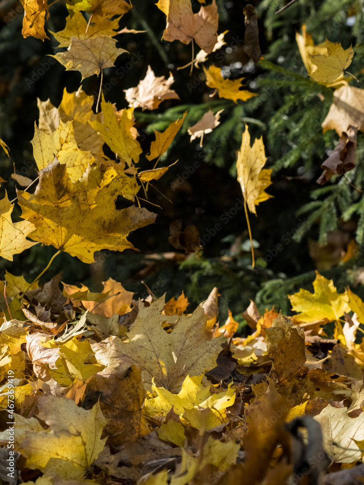 Falling leaves on a sunny autumn day Falling leaves on a sunny autumn day