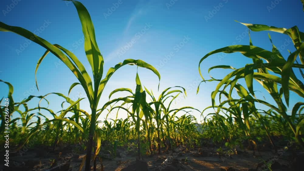 green corn maize field on agricultural plantation with sun shines and sun flares and blue sky in the evening, sunbeams, low angel and slider camera shot green corn maize field on agricultural plantation with sun shines and sun flares and blue sky in the evening, sunbeams, low angel and slider camera shot