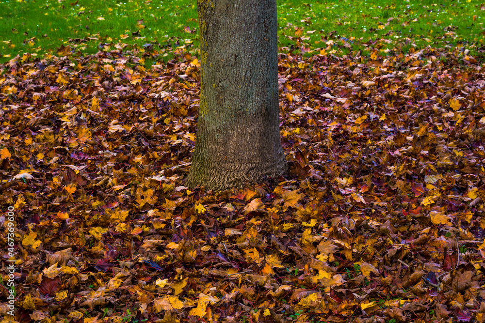 Autumn sketch, tree trunk surrounded by fallen leaves on green grass Autumn sketch, tree trunk surrounded by fallen leaves on green grass