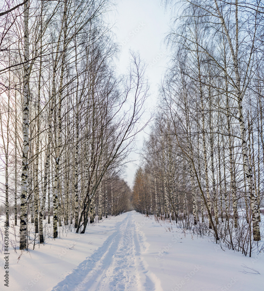 footpath in the birch alley on a gloomy winter day footpath in the birch alley on a gloomy winter day