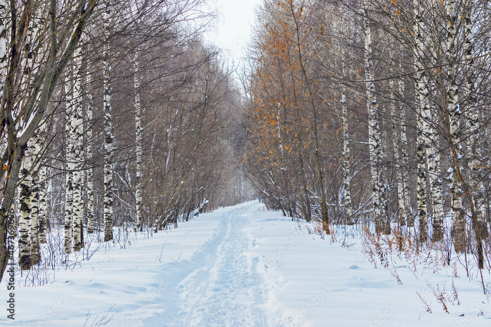 footpath in the birch alley on a gloomy winter day footpath in the birch alley on a gloomy winter day
