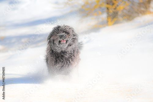 Furry black dog runs in the first snowfall