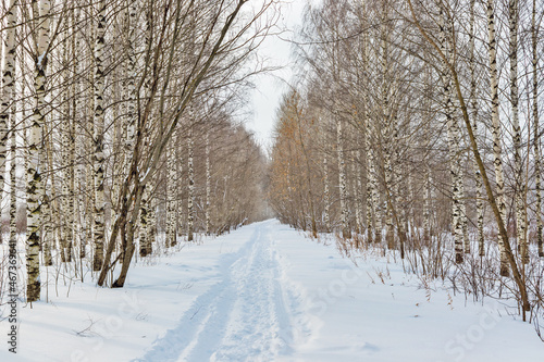 footpath in the birch alley on a gloomy winter day © Alx_Yago