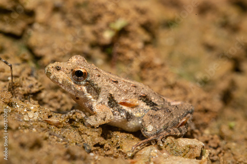 Northern cricket frog - Acris crepitans photo