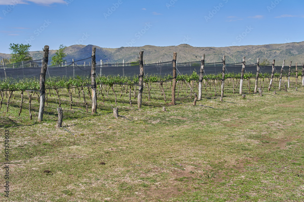 vineyard in Cordoba Argentina. Mountains in background. Horizontal