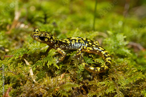 Green salamander - Aneides aeneus
