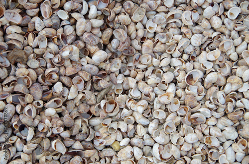 Many Atlantic Slipper Shells. Crepidula fornicata. Sea snail shells on beach. sea shells detail.