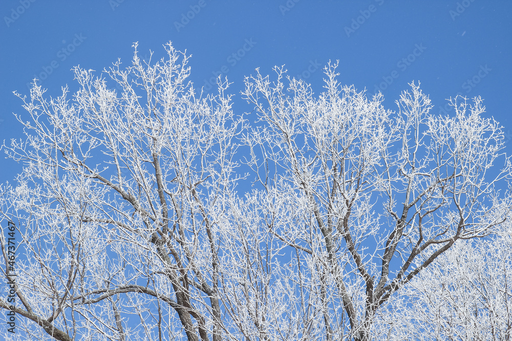 frozen branches in snow with abstract background frozen branches in snow with abstract background