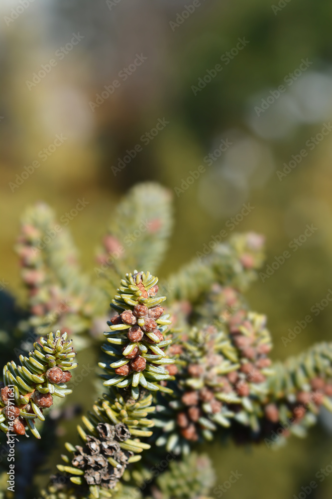 Blue Spanish Fir Blue Spanish Fir