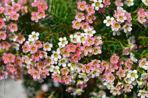 Geraldton wax flower photo