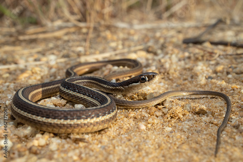 Eastern garter snake - Thamnophis sirtalis