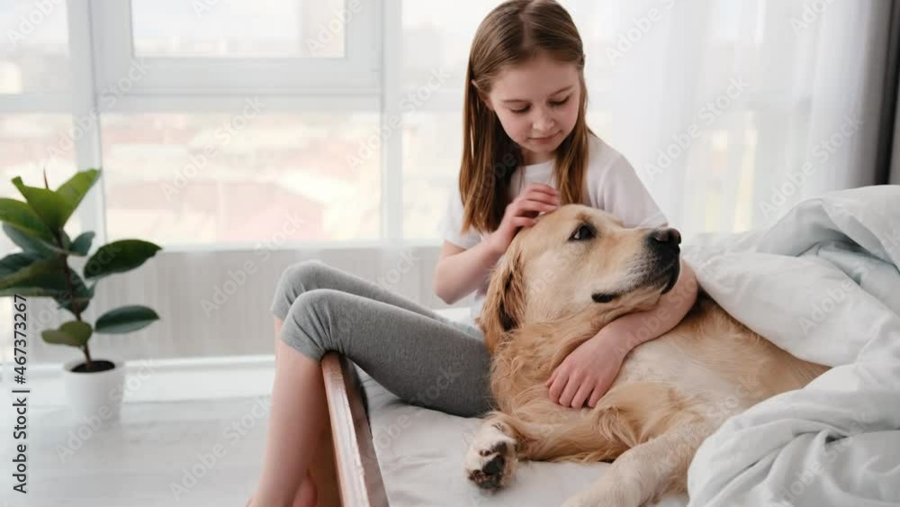 Vidéo Stock Beautiful preteen little girl sitting in the bed and petting golden retriever dog. Cute kid with pet in the bedroom in morning time. Friendship between child and doggy | Adobe Stock 