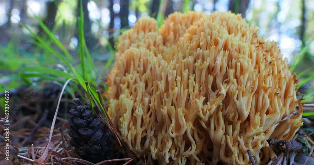 Wild edible mushrooms found in the forest