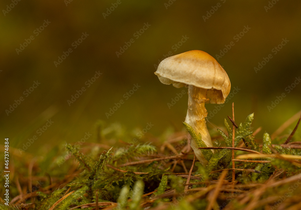 Fototapeta premium mushroom in the grass