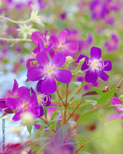 flowers background