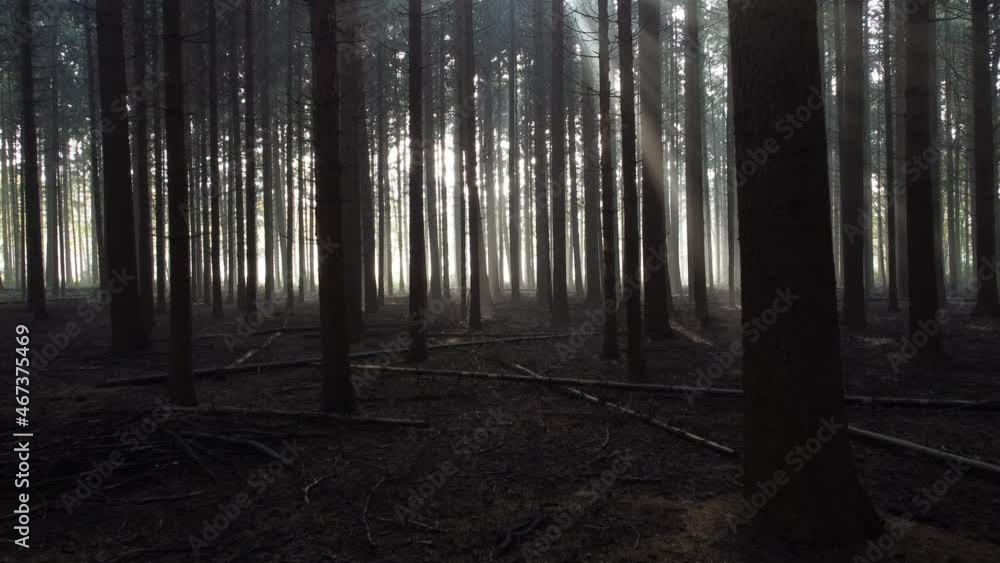 Silhouette of a coniferous forest with beautiful backlight and sun rays through fog, Aerial forwards Silhouette of a coniferous forest with beautiful backlight and sun rays through fog, Aerial forwards