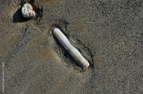 sea shell Solen marginatus wahsed ashore on beach photo