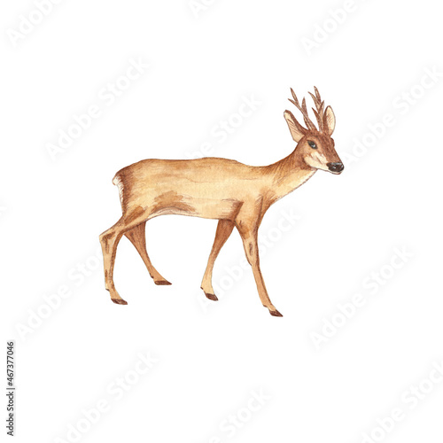 Watercolor illustration of a roe deer, on a white background, isolated