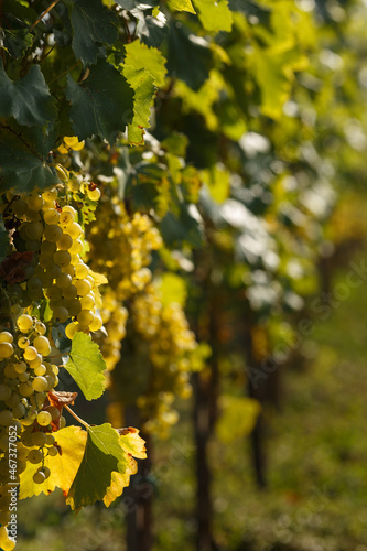 A grapevine with delicious juicy white grapes hanging on the slope of a vineyard in a beautiful sunrise.