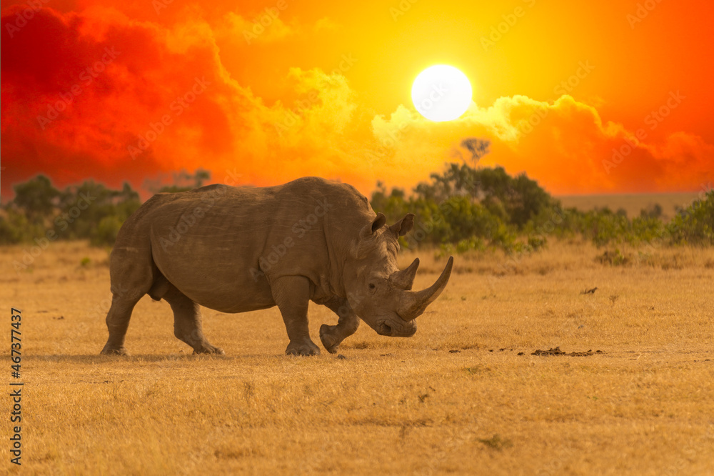 Fototapeta premium White Rhinoceros Ceratotherium simum Square-lipped Rhinoceros at Khama Rhino Sanctuary Kenya Africa.