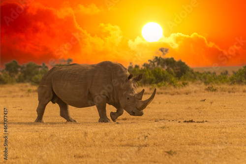 White Rhinoceros Ceratotherium simum Square-lipped Rhinoceros at Khama Rhino Sanctuary Kenya Africa.