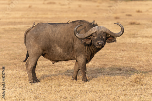 A Big old Cape Buffalo Dagga Bull ( Syncerus caffer) on a open grass plain photo