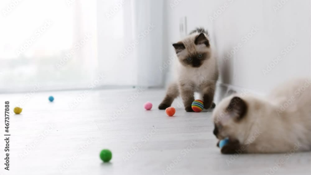 Adorable ragdoll kittens playing with colorful balls on the floor at ...