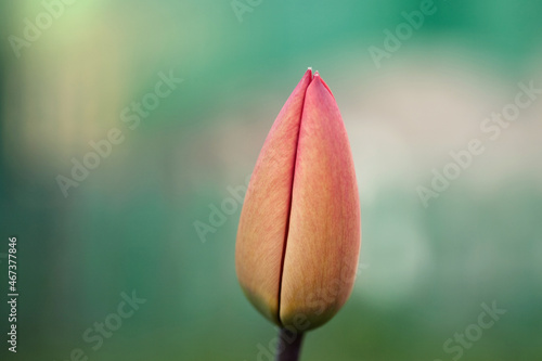 closed red tulip on a blurred green background in the village in spring