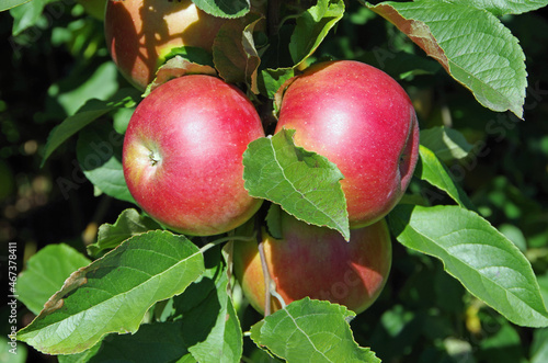 Apples hanging from orchard apple tree.