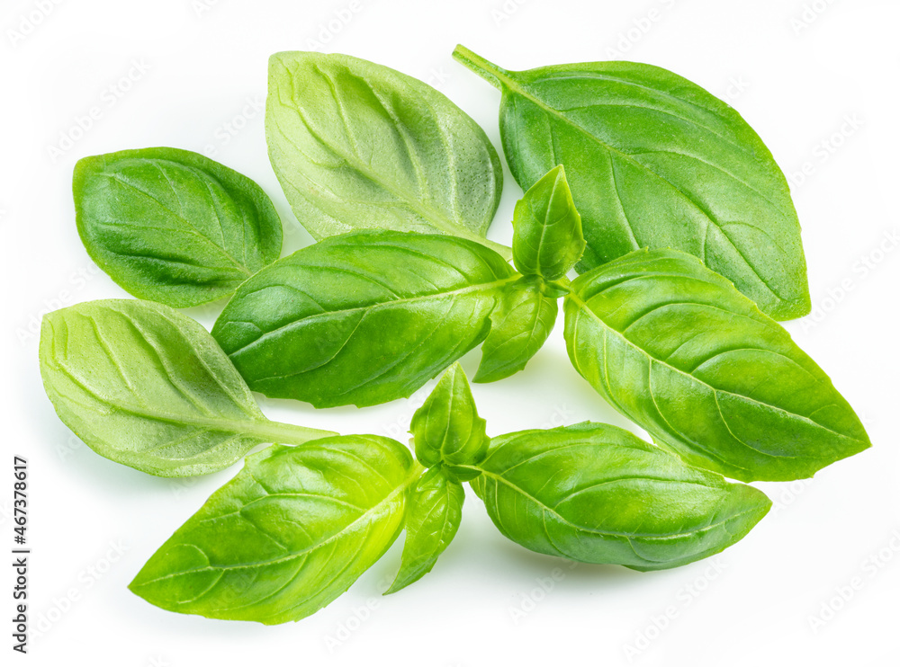 Macro shot of fresh green basil leaves isolated on white background. Macro shot of fresh green basil leaves isolated on white background.