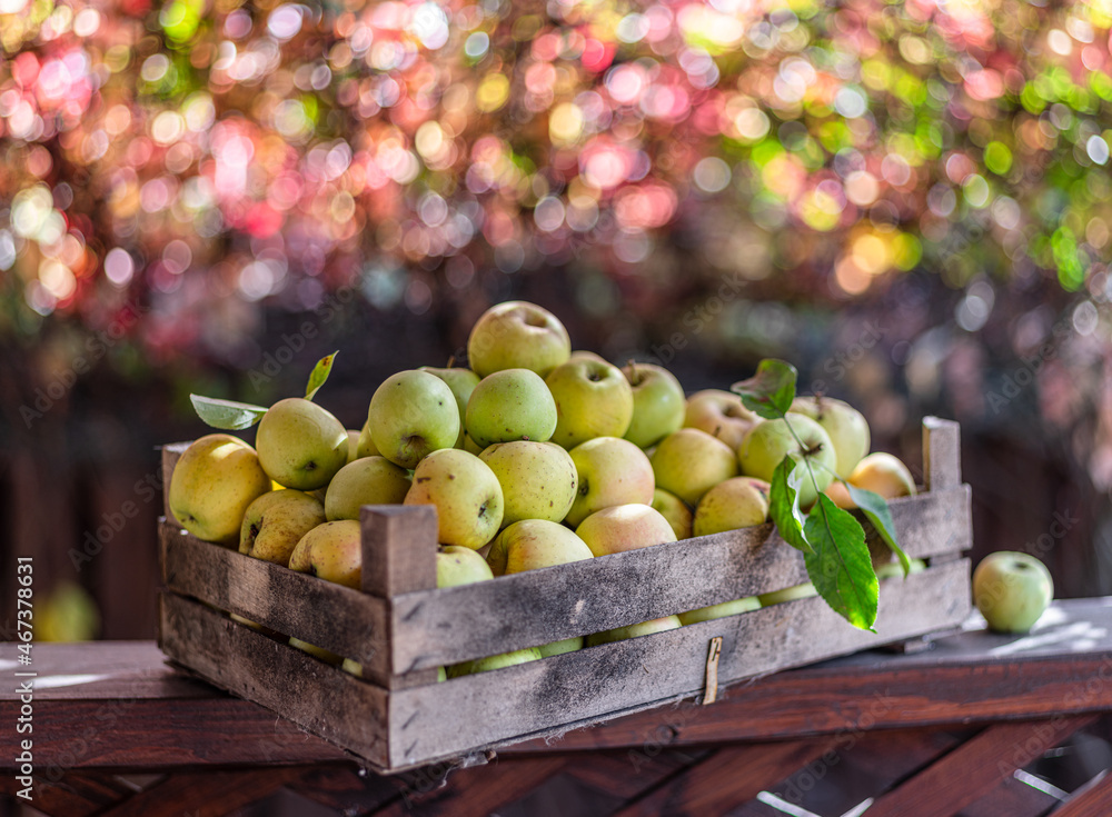 Ripe apples in the wooden boxes. Colorful blurred autumn foliage at the background. Ripe apples in the wooden boxes. Colorful blurred autumn foliage at the background.