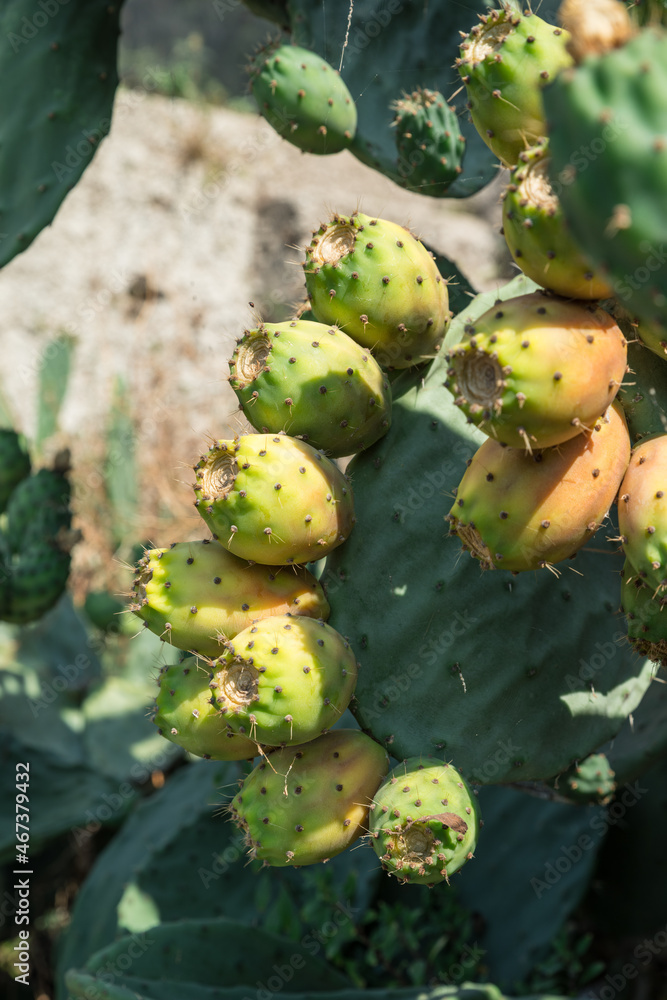 Opuntia fruit or prickly pear fruit in nature. Opuntia fruit or prickly pear fruit in nature.