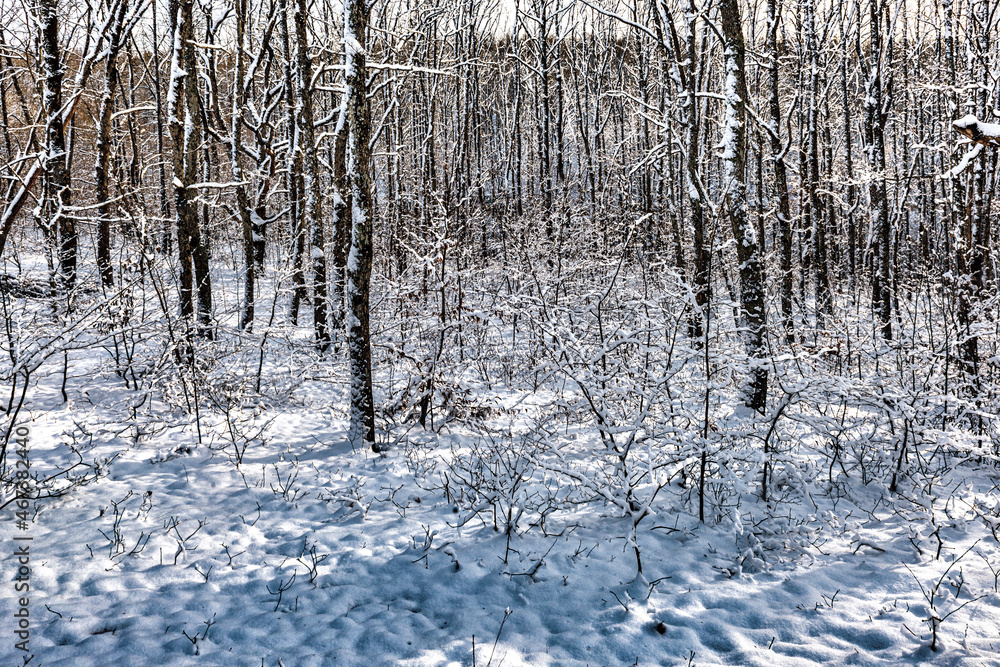 Winter forest landscape in the evening Winter forest landscape in the evening