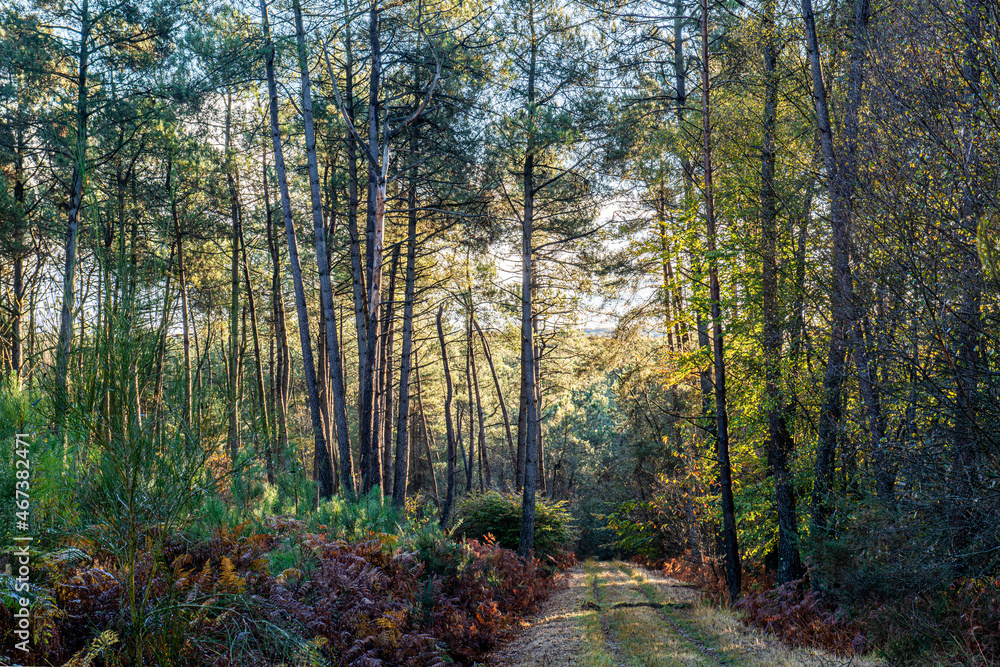 Fototapeta premium paysage de foret domaniale