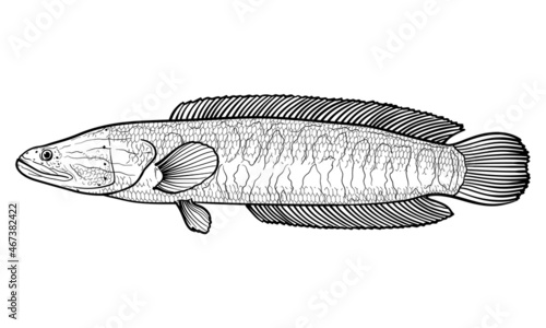 Hand-drawn fish Snakehead. Black and white. Vector sketch of a fish, isolated on a white background.