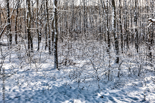 Winter forest landscape in the evening