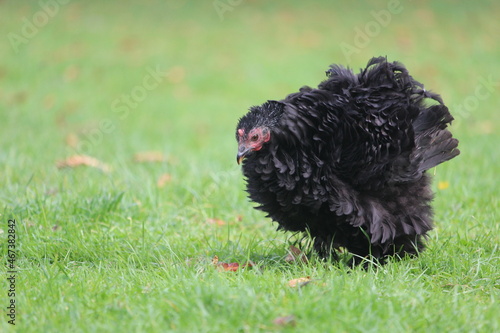 Fotografie Black  Frizzle Pekin Hen