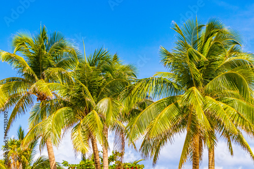 Tropical palm trees with blue sky Playa del Carmen Mexico.