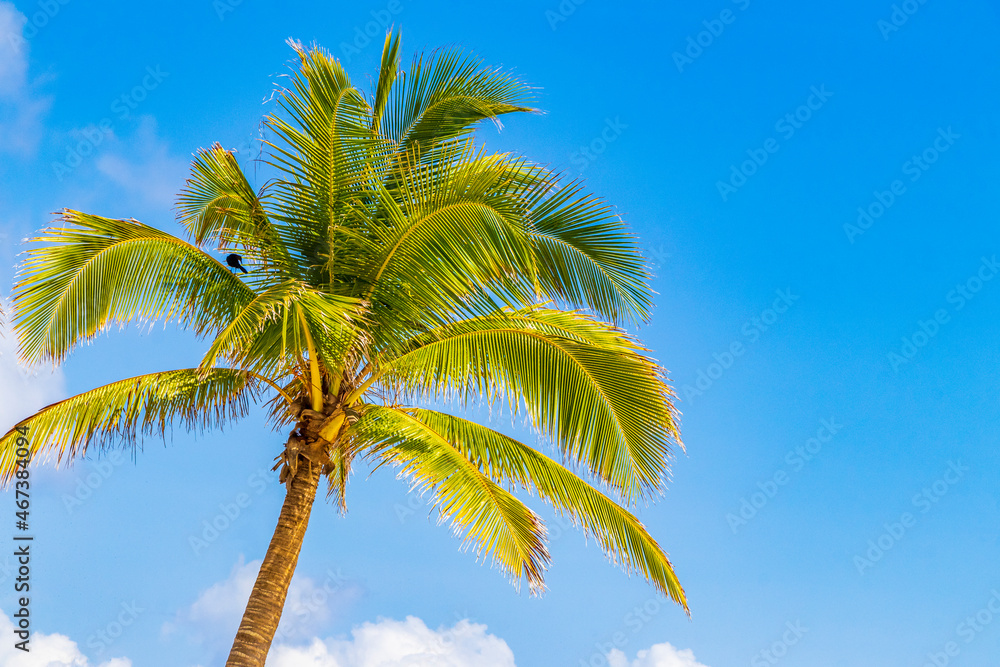 Tropical palm tree with blue sky Playa del Carmen Mexico. Tropical palm tree with blue sky Playa del Carmen Mexico.