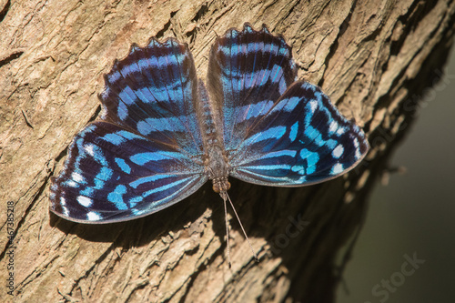 Mexican Bluewing, Myscelia ethusa photo