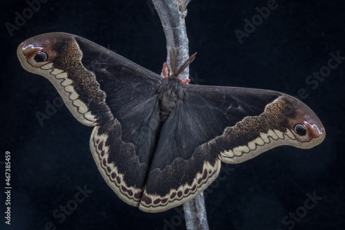 Promethea Moth, Callosamia promethea