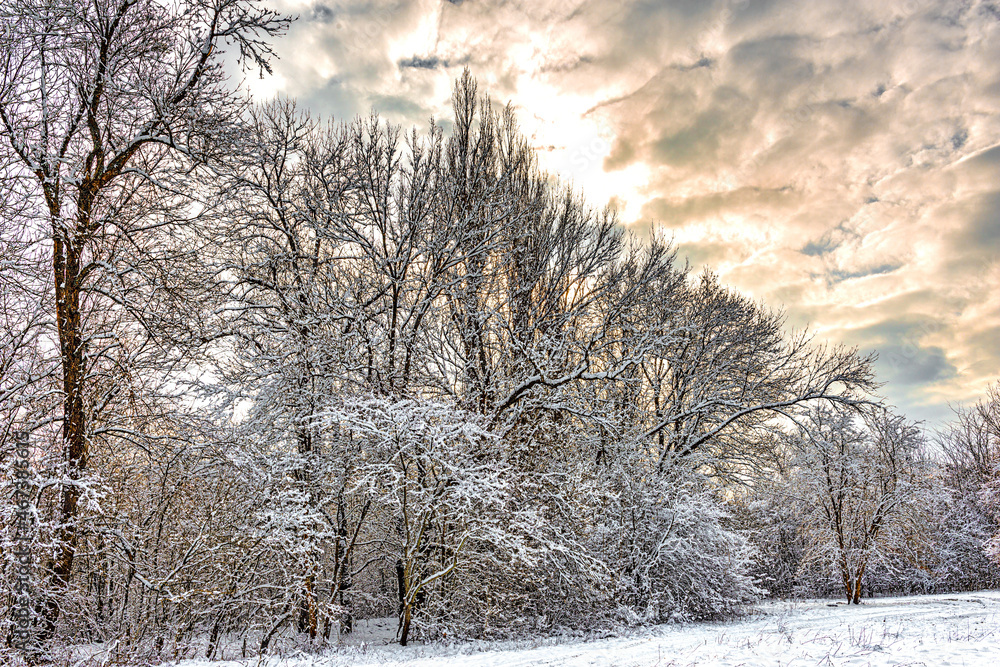 Winter landscape of the forest edge in the evening Winter landscape of the forest edge in the evening